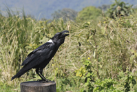 Corvus albicollis